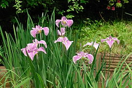 菖蒲の花